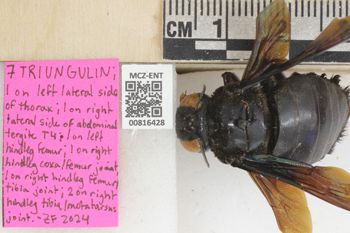 Media type: image;   Entomology 816428 Aspect: labels